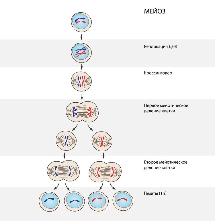 Деление клетки мейоз схема. Жизненный цикл митоз мейоз схема. Схема митоза 2n. Схема мейоза 2n 2. Установите последовательность при мейотическом делении клетки