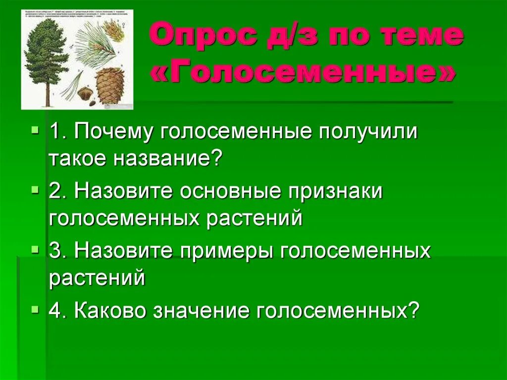 Каковы признаки голосеменных