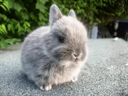 Маленький декоративный