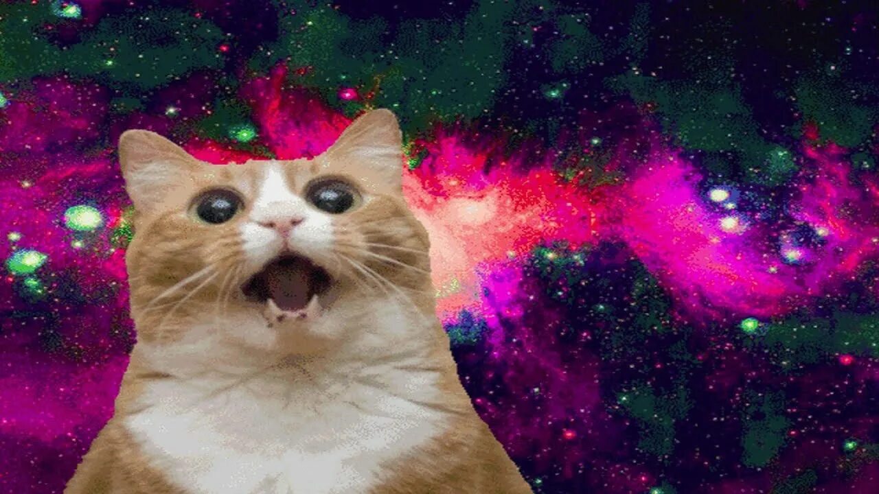 Коты из мемов видео. Кот мем. коты мемы. сумасшедшие коты. сумасшедший котик.