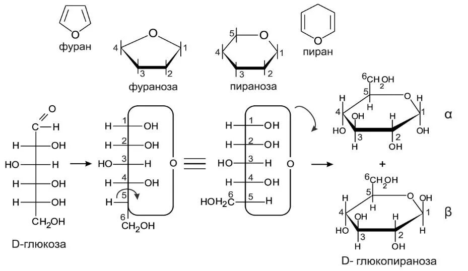 Циклическая молекула глюкозы. Пираноза рибозы. Манноза фураноза. Пиранозы и фуранозы. Циклические формы моносахаридов пиранозы и фуранозы.