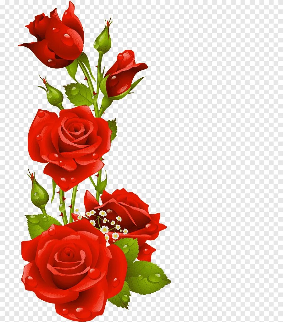 Рамка с розами на прозрачном фоне. Рамка красные розы. Рамки с розами для фотошопа на прозрачном фоне. Рамочки с розами на прозрачном фоне.
