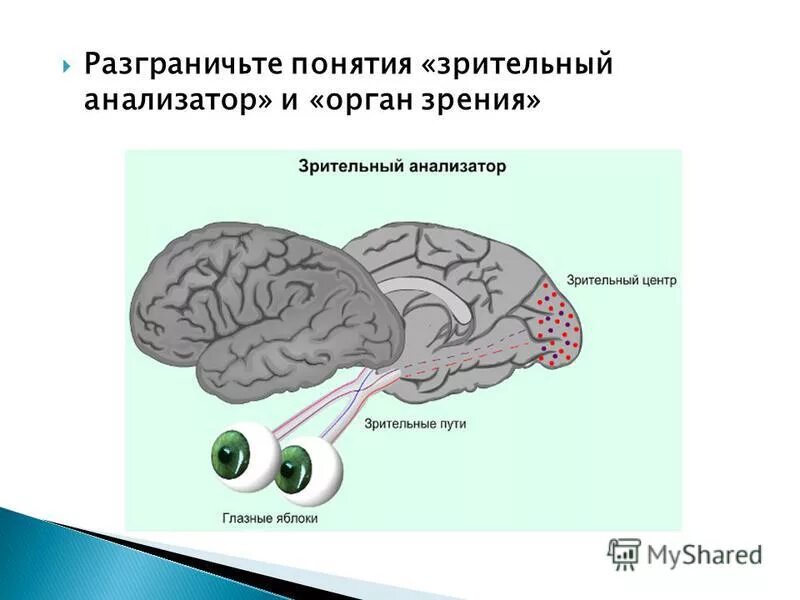 Проверочная работа по теме зрительный анализатор