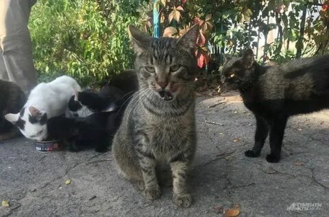 Суровые коты донбасса