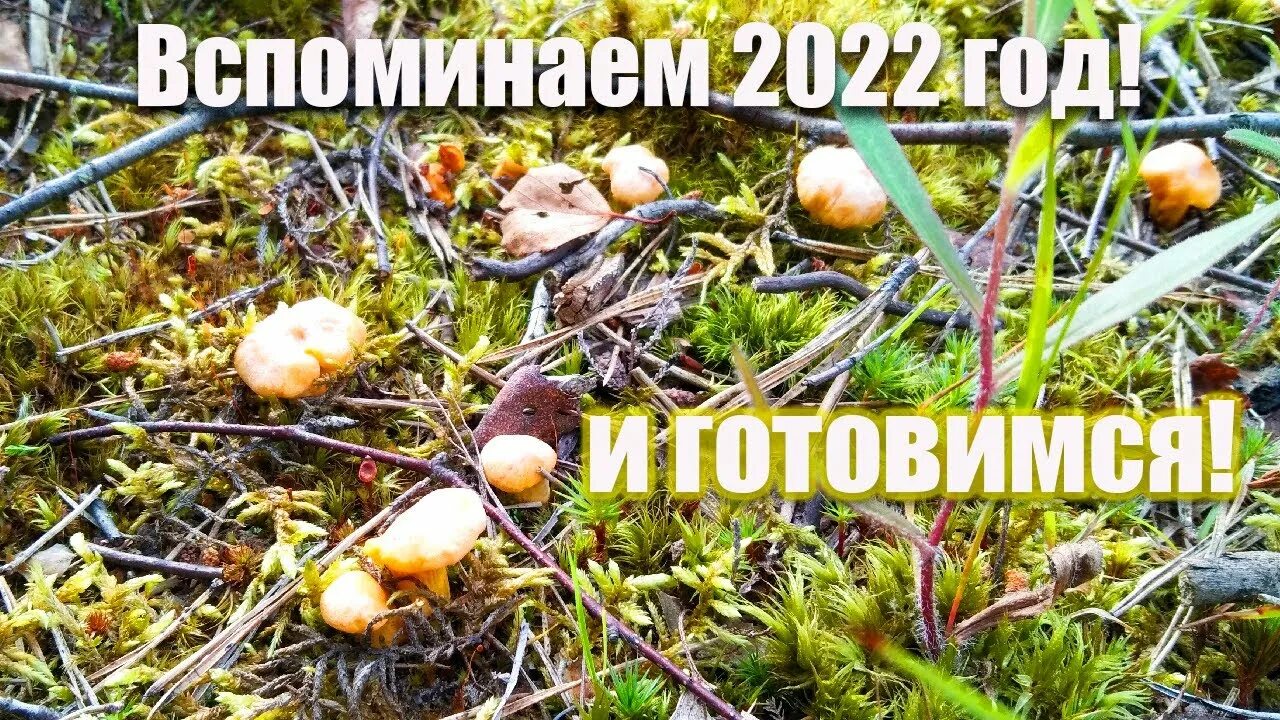 Сбор грибов 2023