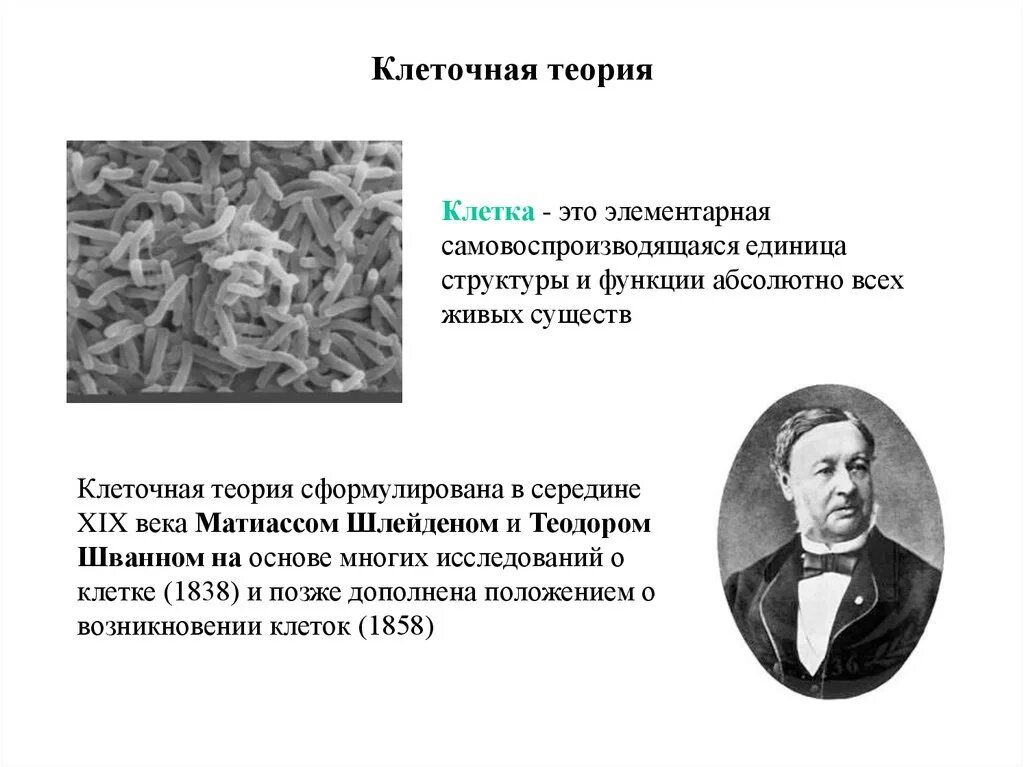 Клеточная теория строения организмов. Клеточная теория кратко 10 класс биология. Что гласит современная клеточная теория. Постулаты клеточной теории 19 века. Теория клеточного строения.