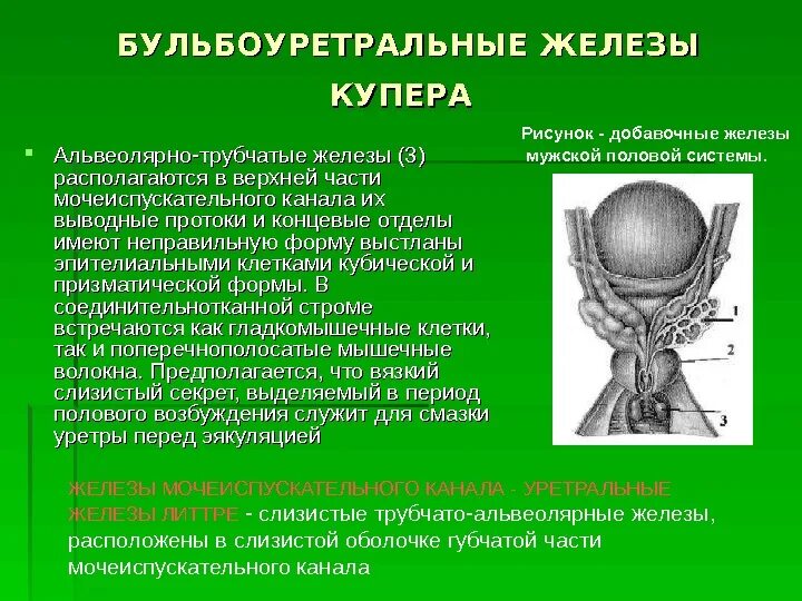 Как называют женскую половую железу. Функция бульбоуретральной железы. Куперовы (бульбоуретральные) железы. Бульбоуретральные железы анатомия. Добавочные железы мужской половой системы.