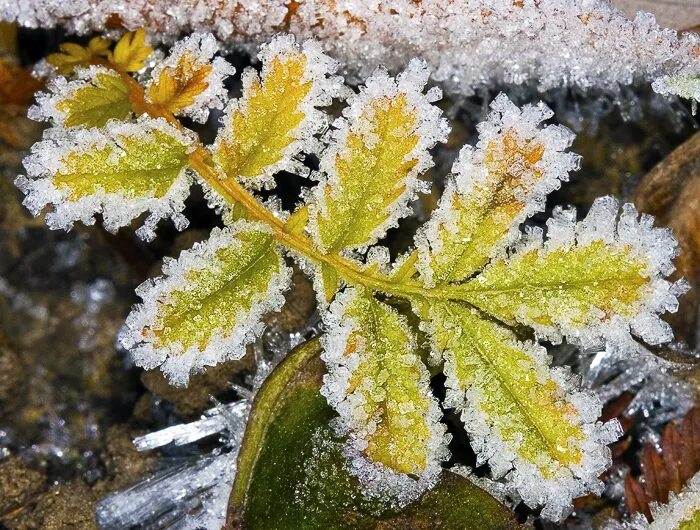 Заморозки. Первые заморозки. Заморозки это для детей. Первый заморозок картинки.