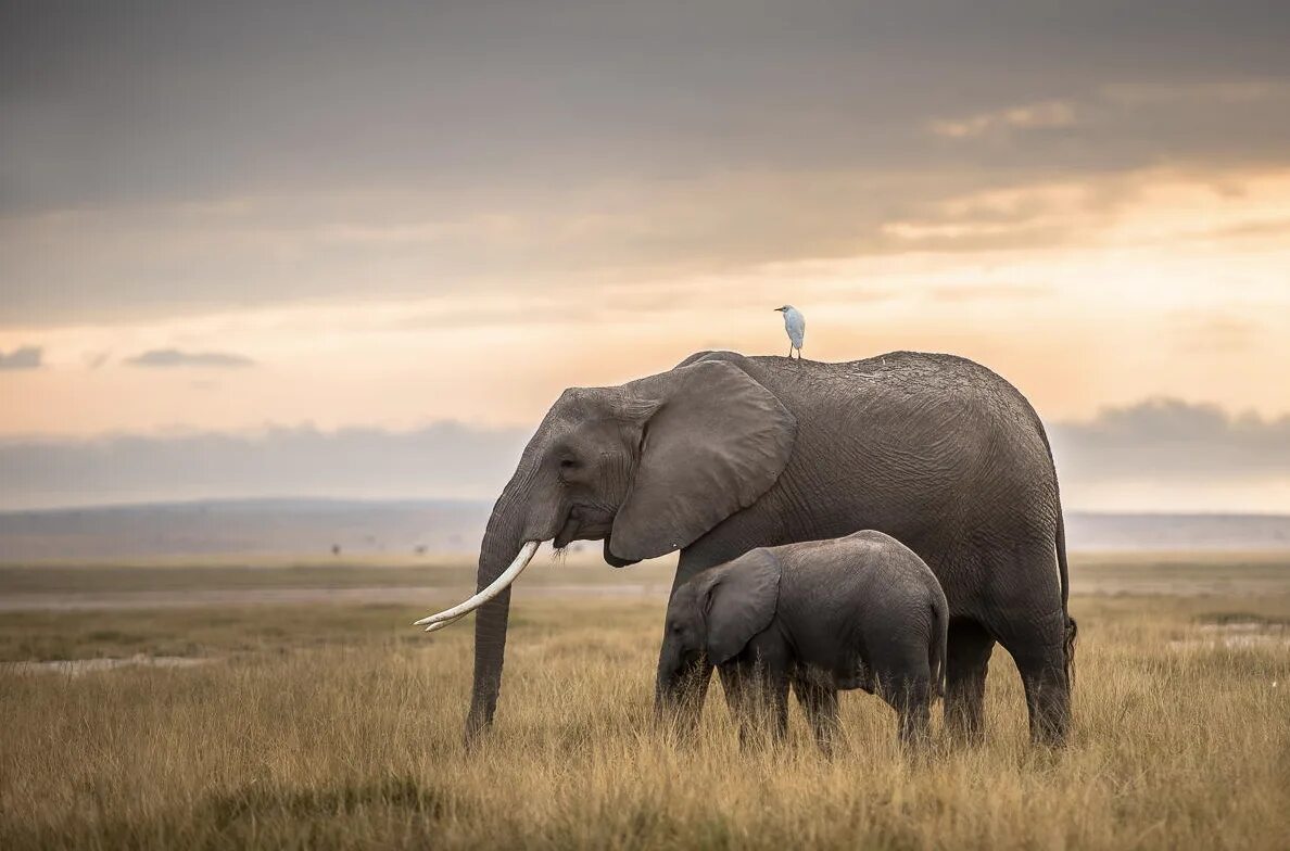 Elephant перевод. Слоны разных брендов. Elephant Love. The Elephant Song. Elephant with big Ears.