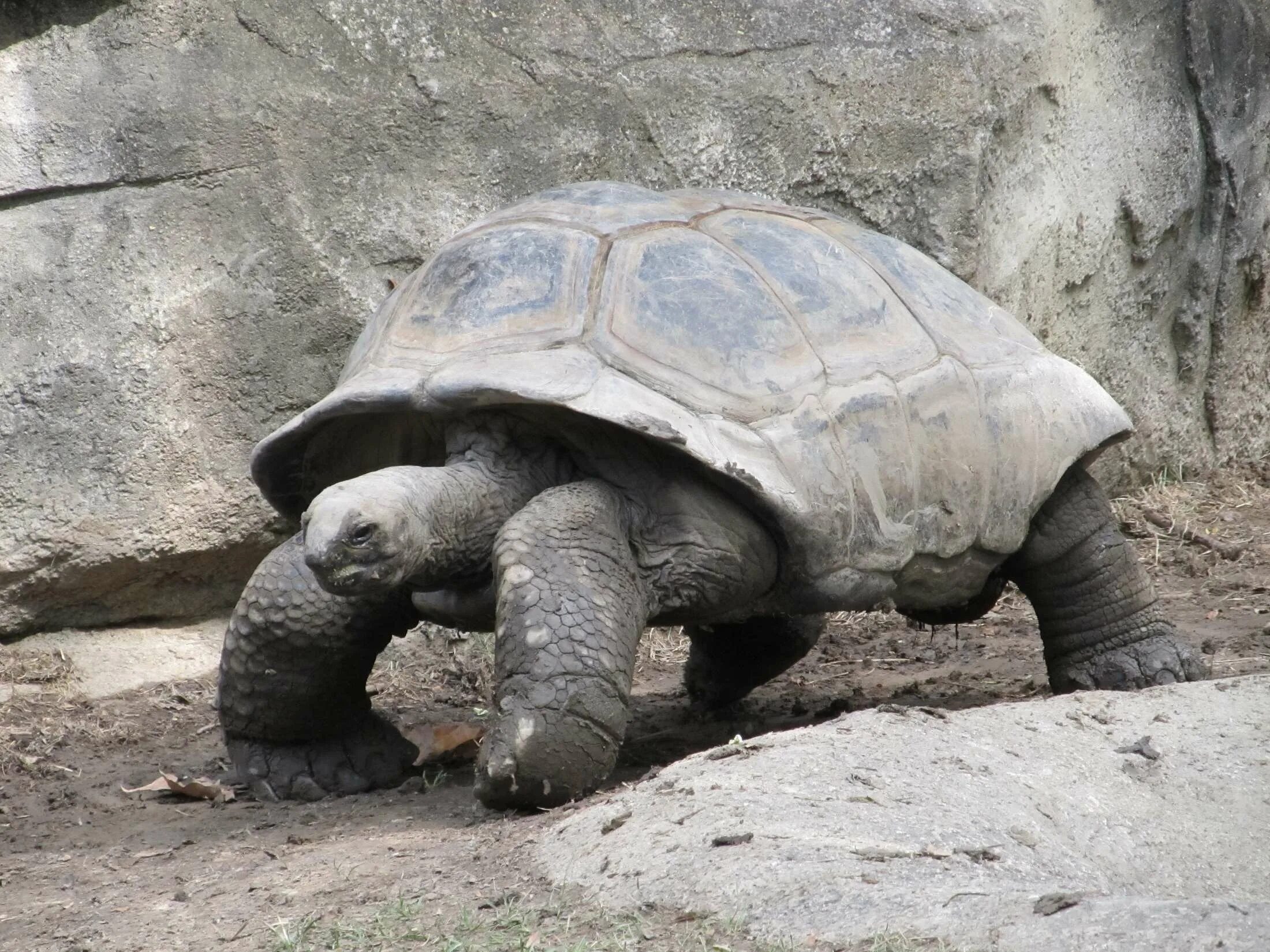 Галапагосская черепаха. Галапагосские черепахи Дарвин. Галапагосская гигантская черепаха. Черепаха гигант дермохелис. Большая галапагосская черепаха