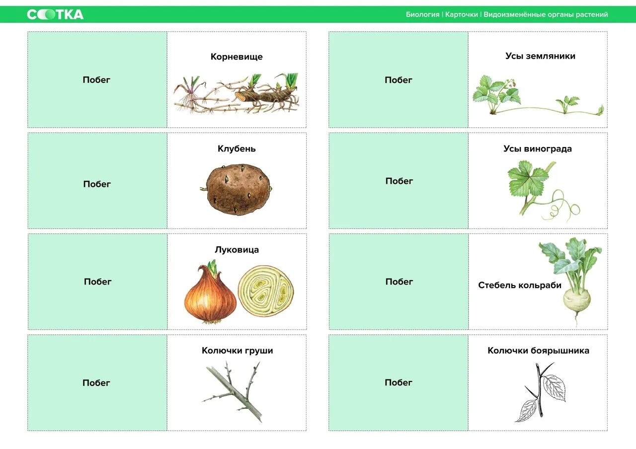 Какие бывают ботанические науки 6 класс. Таблица ботаника 6 класс. Ботаника разделы биологии. Ботаника термины. Карточки по ботанике.