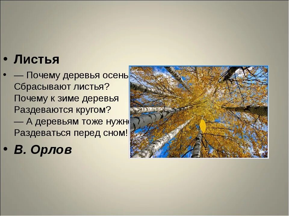 Почему сбрасывает листья. Почему листья сбрасывают листву осенью. Зачем деревья сбрасывают листву. Зачем деревья сбрасывают листья осенью. Почему растения сбрасывают листья