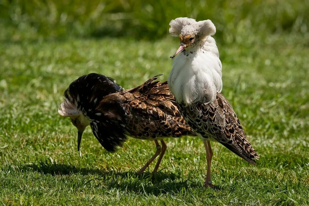 After a bird. Кулик турухтан. Турухтан птица самец. Турухтан самка. Болотный Кулик турухтан.