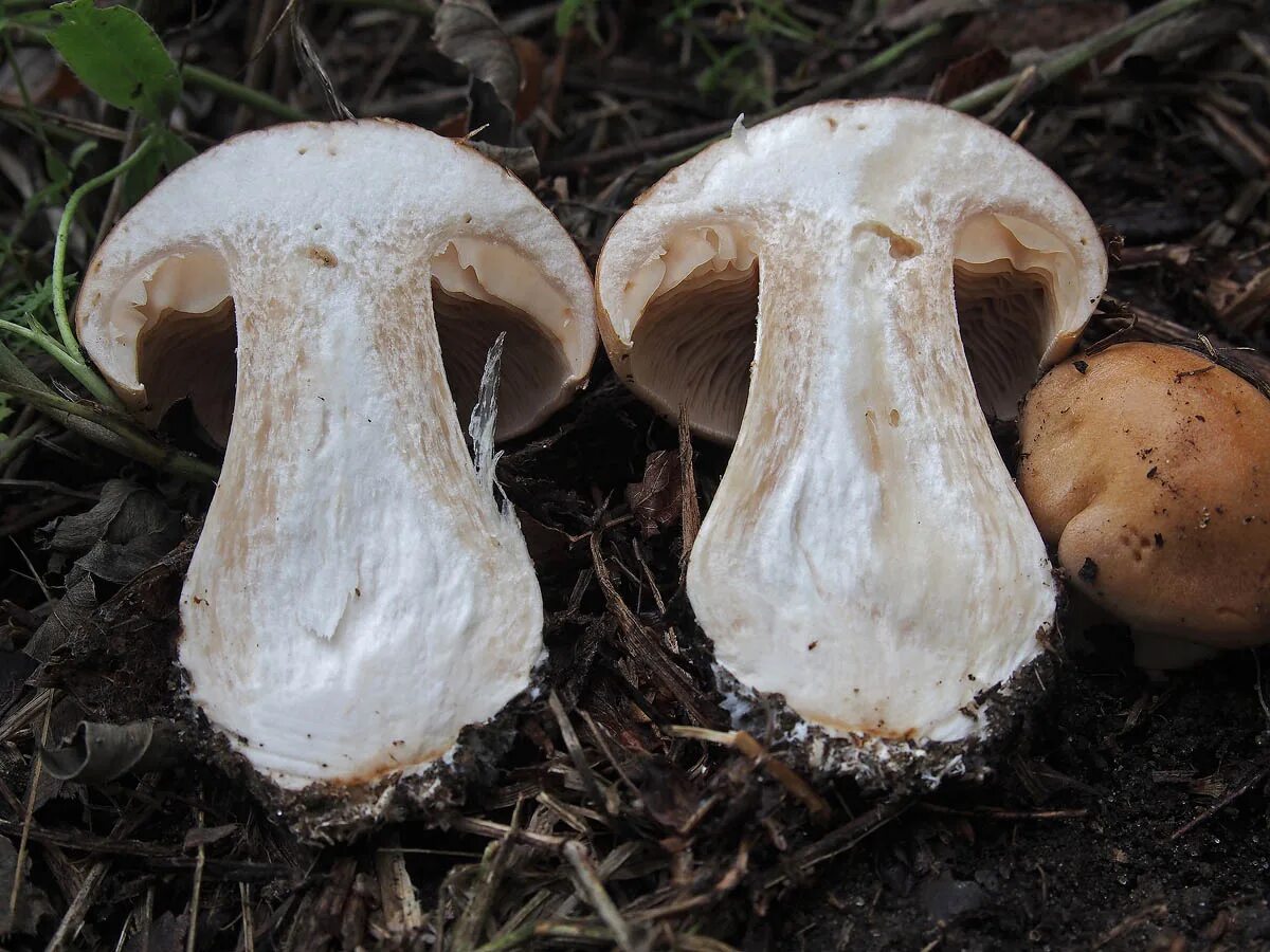 Лимацелла липкая. Чешуйчатка клейкая. Гебелома клейкая hebeloma crustuliniforme. Сел мышонок на масленок а масленок липкий гриб. Лимацелла гриб.