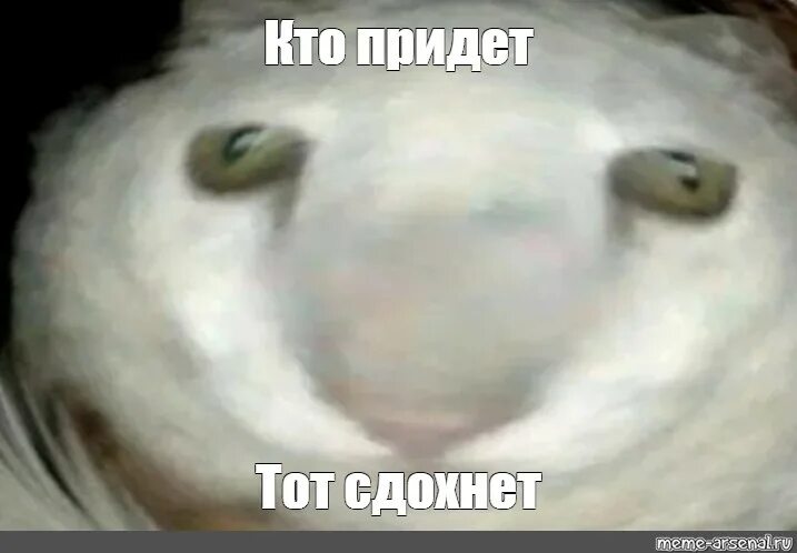 Кто прочитал тот сдохнет. Мем кто прочитал тот. Кто прочитал тот. Мем кто прочитал тот. Кто прочита лтот здахнет.
