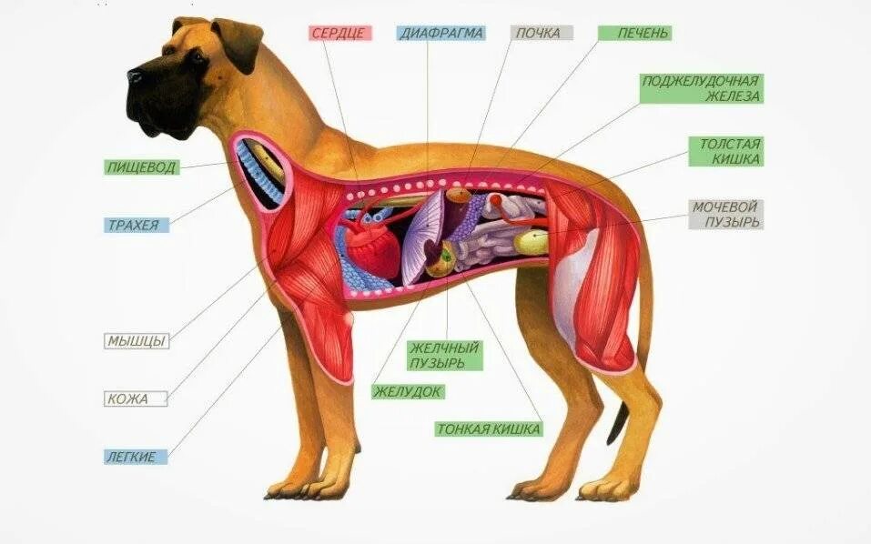 Внутреннее строение млекопитающих по системам органов. Внутреннее строение собаки скелет. Внутренне строение органов собаки. Внутреннее строение млекопитающих схема.
