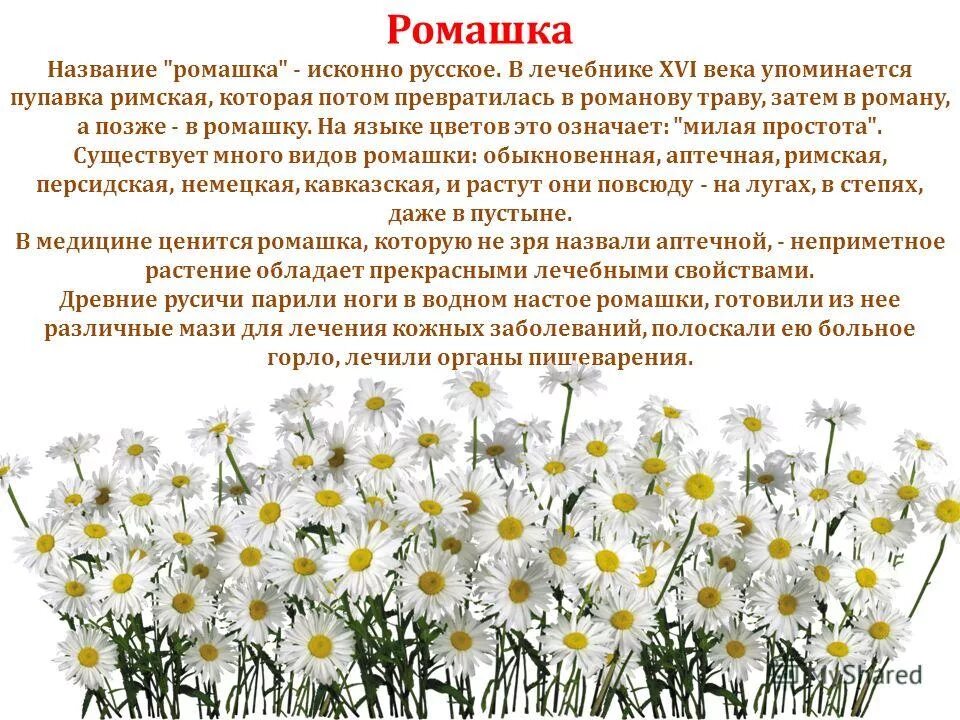 Язык ромашка. Описание ромашки. Рассказ о ромашке. Проект про ромашку. Ромашка для презентации.