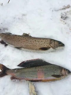 Хариус ленок таймень