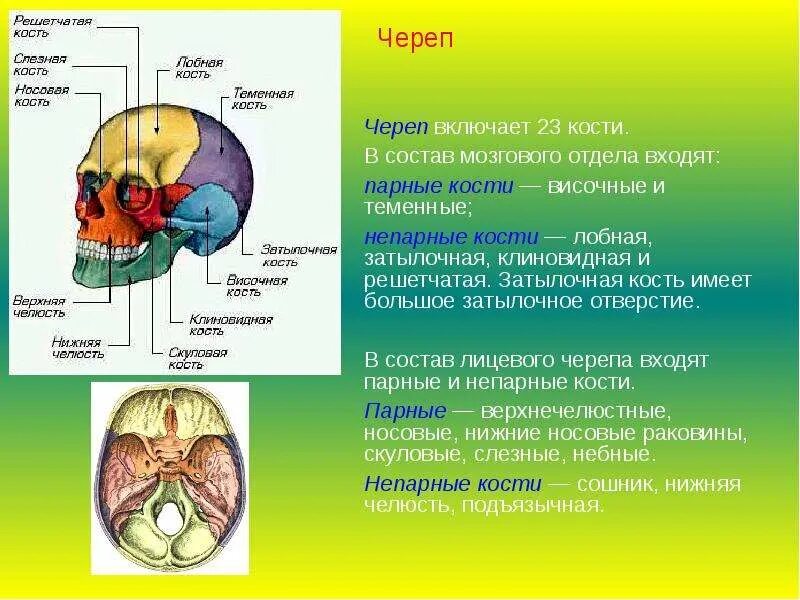 Состав кости черепа. Непарная кость мозгового отдела черепа. Клиновидная и лобная кость черепа. Строение парных и непарных костей черепа. Кости мозгового черепа и кости лицевого черепа.