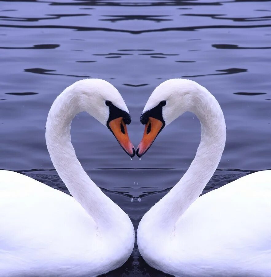 Лебедь. Лебеди сердце. Красивые лебеди. Любовь и лебеди.