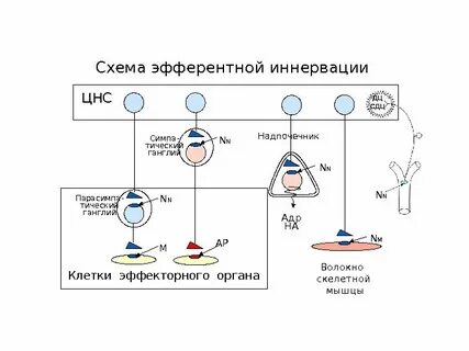 Эфферентная нервная