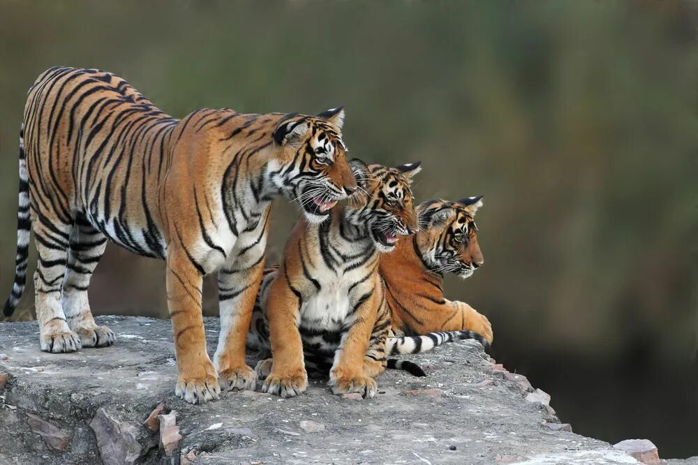 Хорош тайгер. Амурский тигр. Амурский тигр семейство. Амурский тигр с тигрятами. Уссурийская Тайга Амурский тигр.
