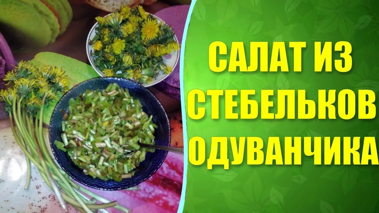 Салат из одуванчиков. Салат одуванчик. Рецепты из одуванчиков для еды. Весенний салат с одуванчиками.