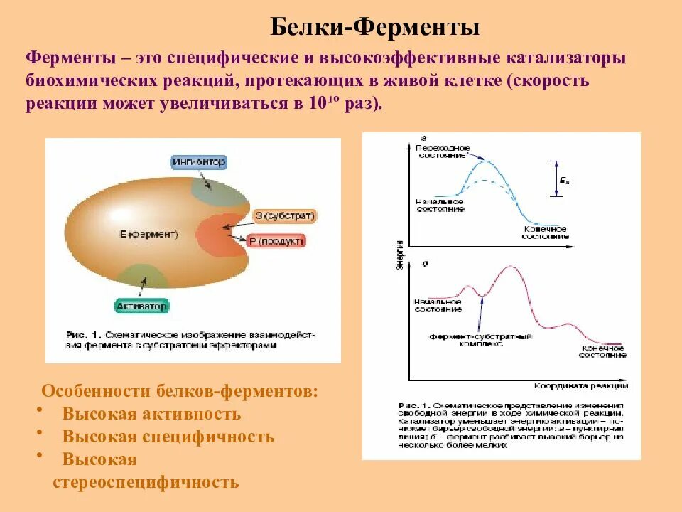 Таблица активность ферментов биохимия. Белки ферменты. Белки клетки, катализирующие биохимические процессы. Ферменты как катализаторы биохимических.