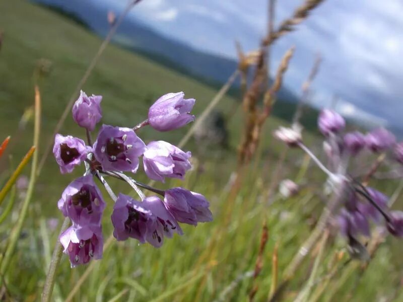 ветреница енисейская. разнотравье урала. купальница сибирская. полевые растения южного урала. колокольчик круглолистный растение.