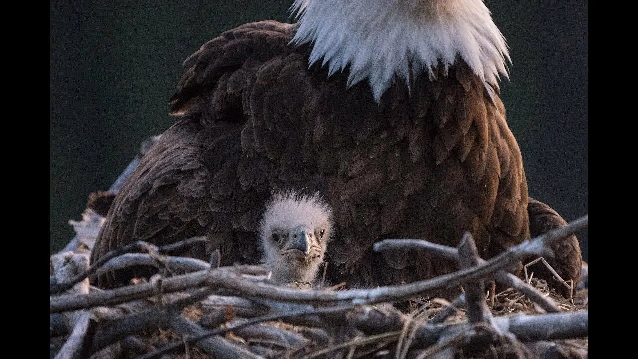 Bald Eagles Feed Cat to Eaglets on Cam: Video TIME