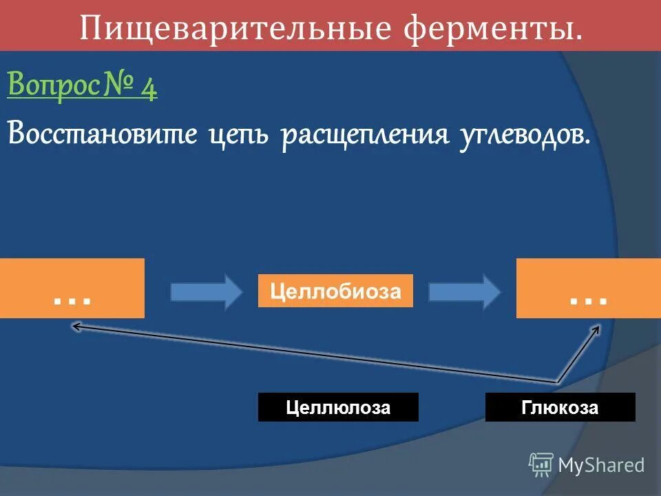 Ферменты расщепляющие углеводы содержатся