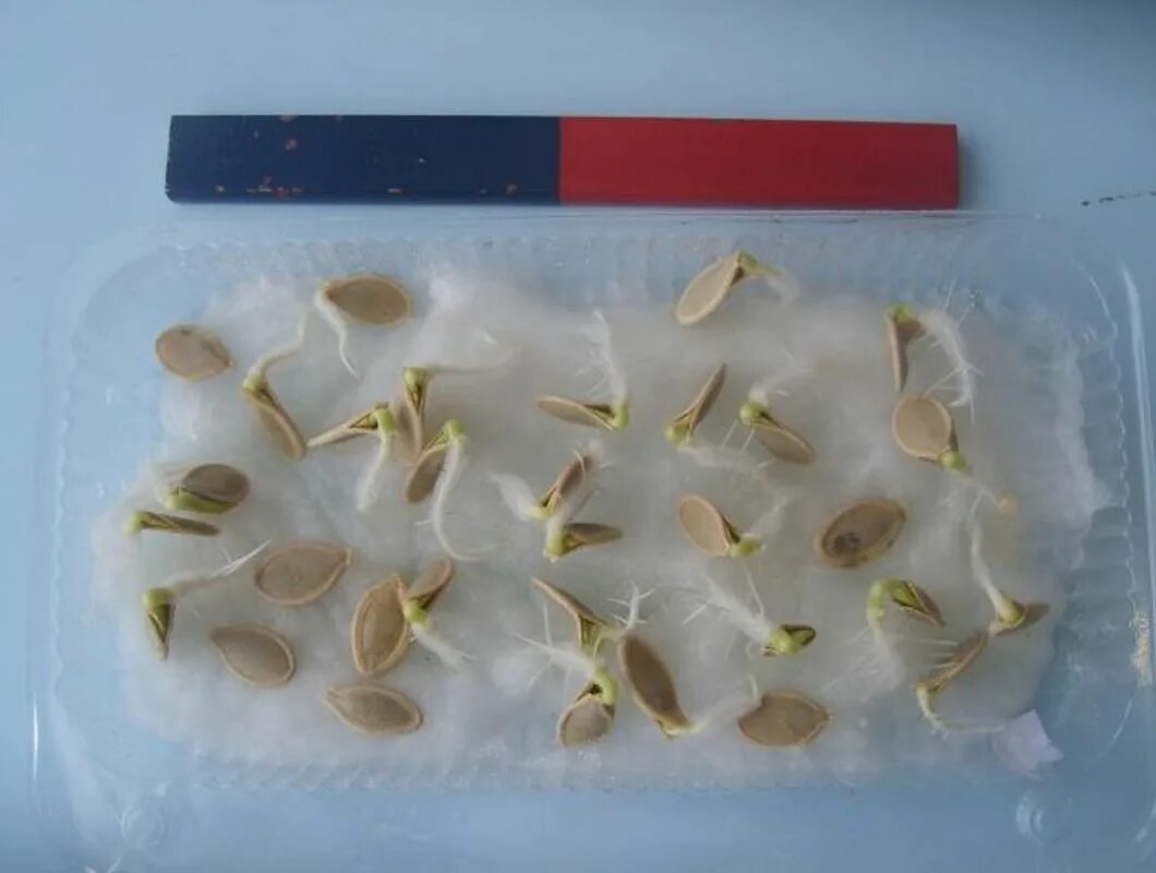 Пункты инструкции по проращиванию семян огурцов. Семя тыквы с ростком. Семена тыквы прорастание. Семена тыквы прорастание семян. Семена тыквы проращивание.