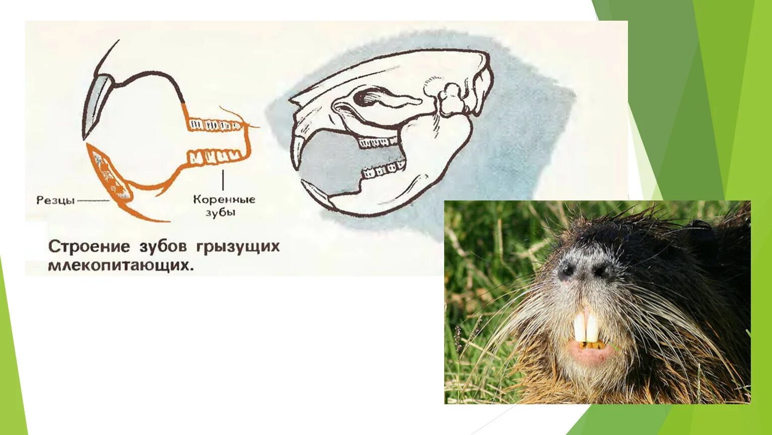 Какую особенность имеют резцы у грызунов. Зубная система грызунов млекопитающих. Строение зубной системы млекопитающих. Внешнее строение отряда грызунов. Отряд Грызуны анатомия.