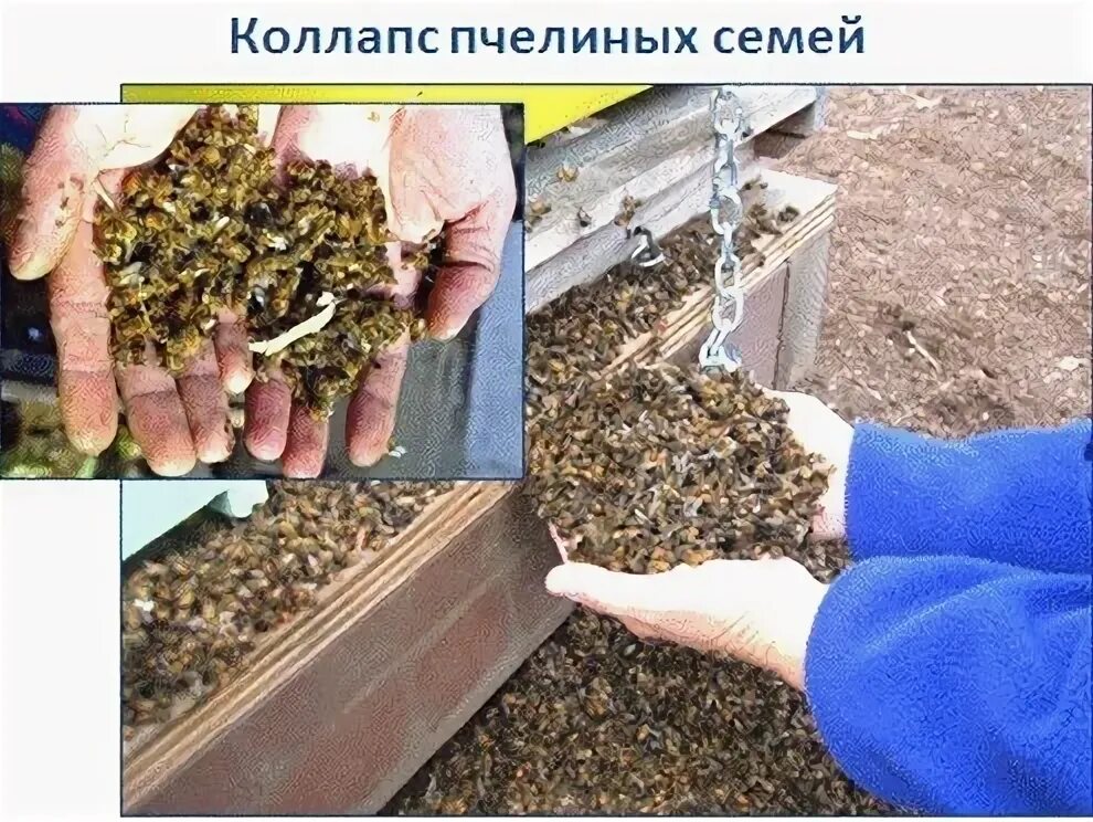 Коллапс пчелиных. Коллапс пчелиных семей картинки.