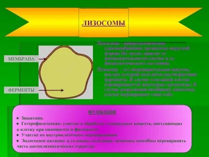 Лизосомы кратко 9 класс