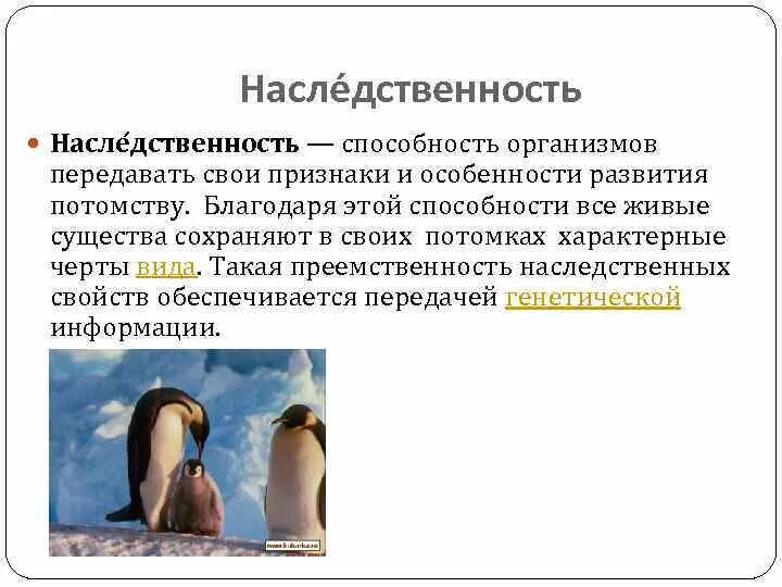 Способность организмов передавать свои признаки поколениям. Способность организмов передавать свои признаки и особенности. Способность организма передавать свои признаки потомству. Наследственность это способность организмов. Наследственность это способность организма сохранять признаки.