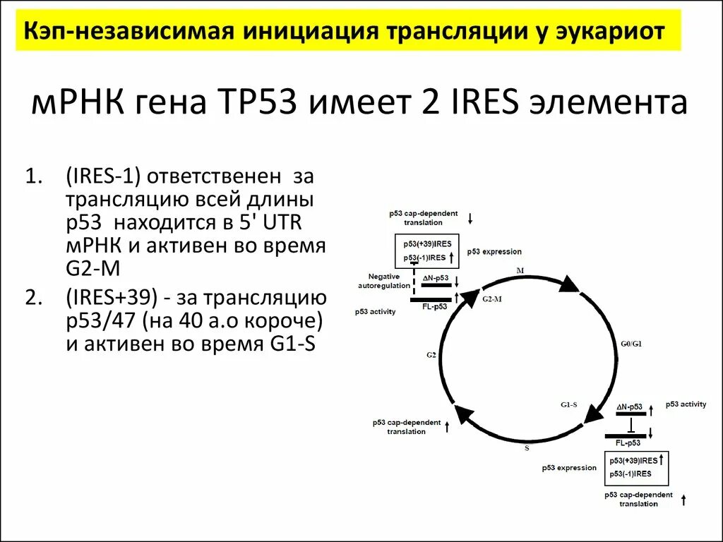 Инициация трансляции у эукариот. Кэп-независимая инициация. кэп независимая инициация трансляции. инициация трансляции у эукариот ires.