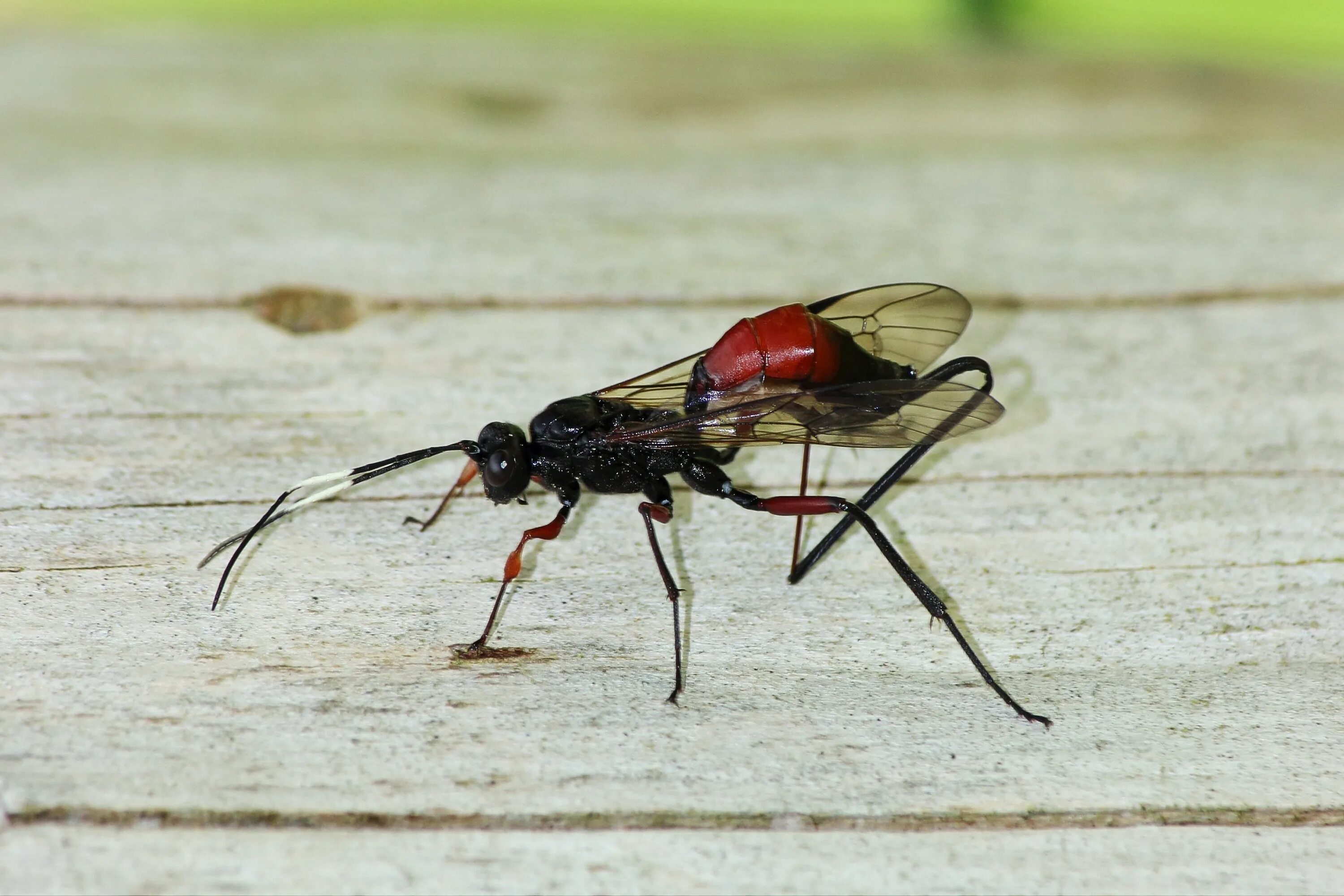 Комар наездник насекомое. Polistes carnifex оса палач. жало, у насекомых. муха с жалом. насекомое с красным жалом.