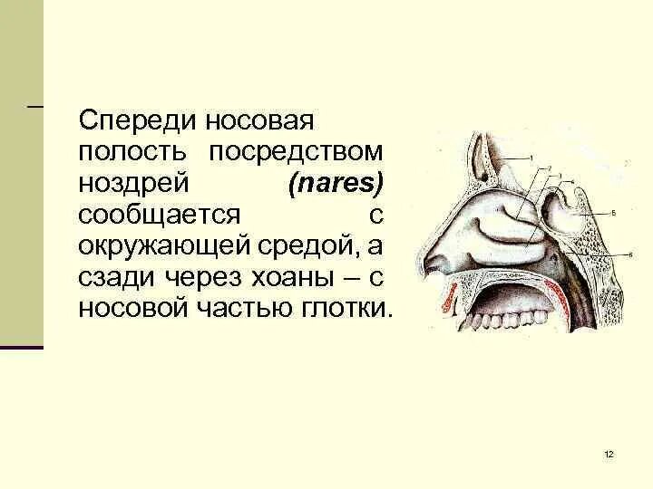 Средний носовой ход сообщается с. Сообщение пазух с носовыми ходами. Носовые раковины и носовые ходы полости носа. Носовая полость строение кости. Нижняя носовая раковина.