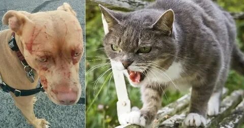 Бойцовская кошка
