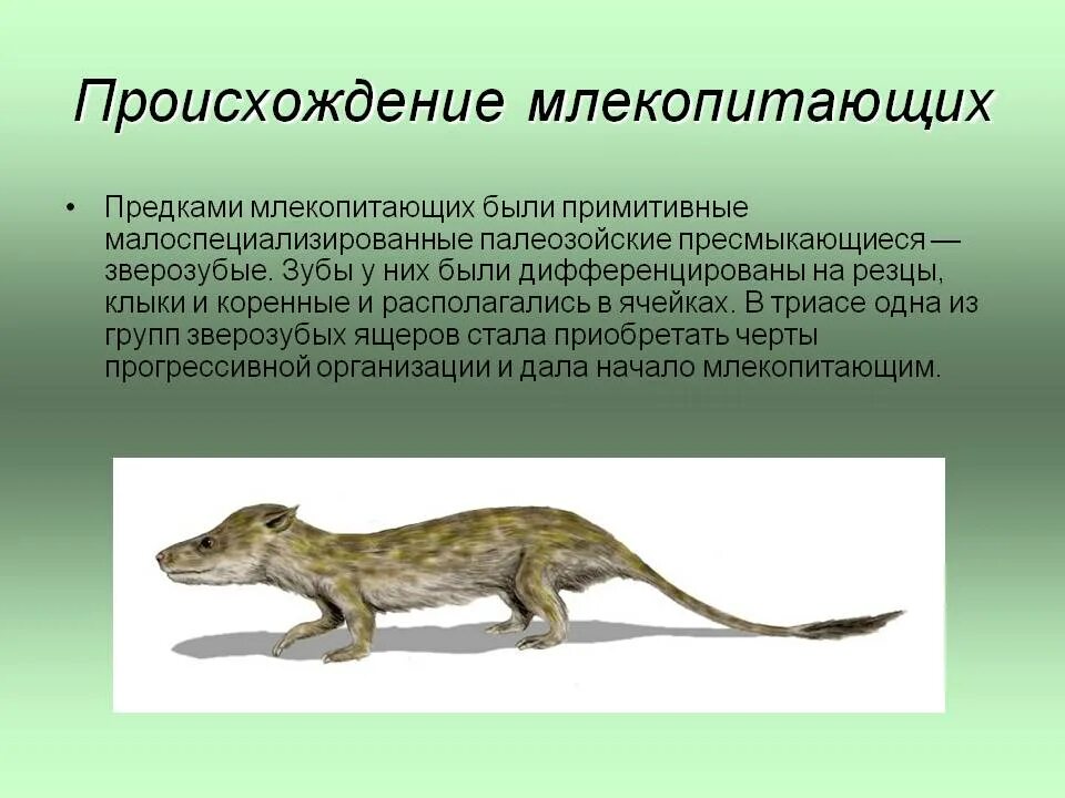 Возникновение животных