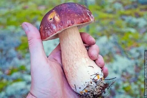 Mushroom на русском
