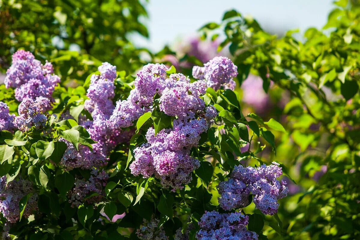 Ах. Леонид колесников сирень сад. Расцвела сирень в саду слушать. Расцвела сирень в саду слушать. Сирень садовая.