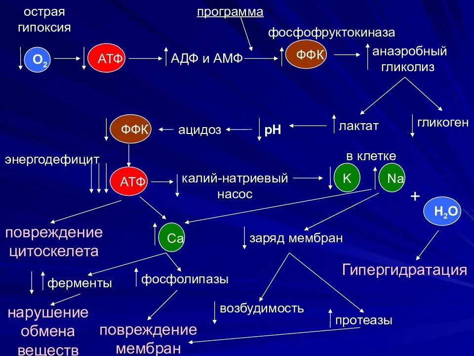 Нарушение атф. Механизм гипоксического повреждения клетки схема. Повреждение клетки механизмы развития. Гипоксия клетки патофизиология. Гипоксия биохимия механизм.