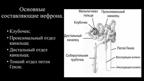 Дистальный каналец нефрона