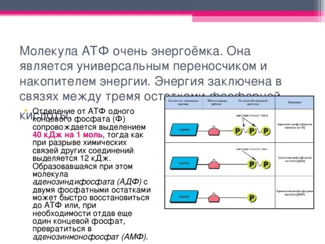 Освобождение энергии атф. В молекуле АТФ энергия заключена в химических связях между. Молекула АТФ содержит. Молекула АТФ вырабатывается в. Объем энергии в связях молекул АТФ.