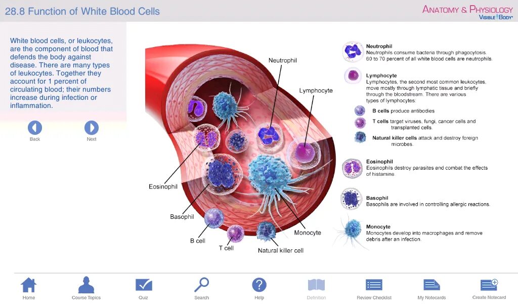 Leukocytes functions. Blood Physiology functions. Blood Cells Anatomy. Physiology leukocyte Formula.
