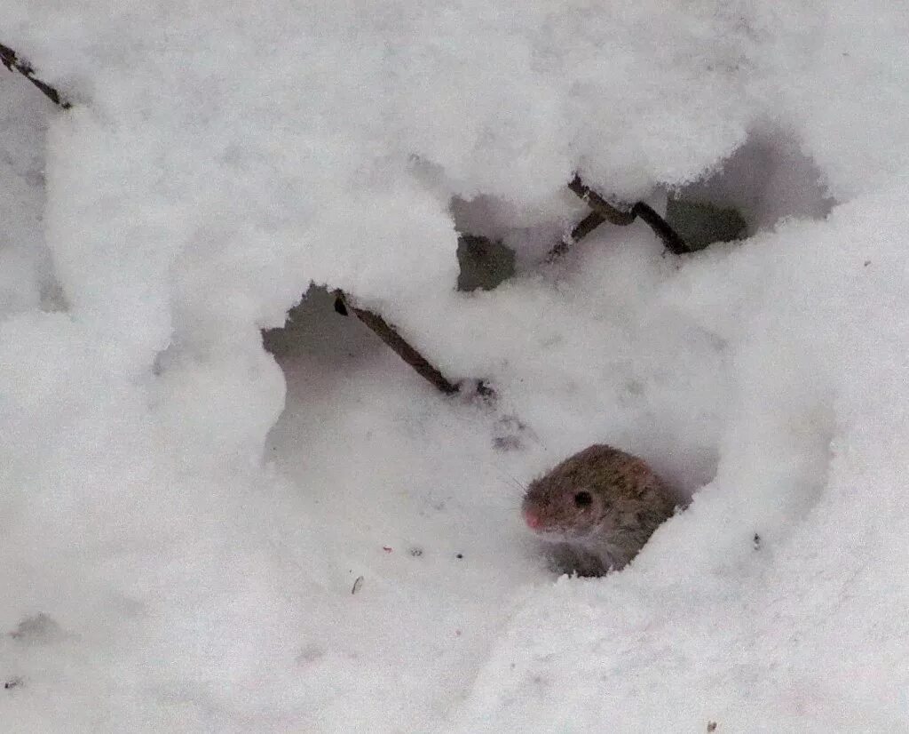 Тихо возится под снегом робкая мышь. Норка мыши полевки. Мышь полевка зима.