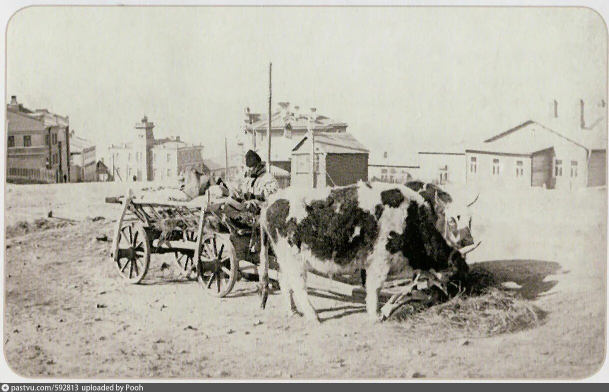 Коневодство донских казаков 19 века. Тягловые волы. Воловья упряжка. Бык в упряжке. Кавказская арба.