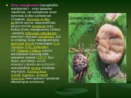 Жас жігіттер мен егде жастағы әйелдердің порнофотосуреттері